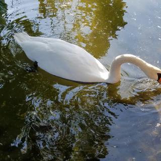 A graceful swan swimming in calm water, with reflections of trees in the background.