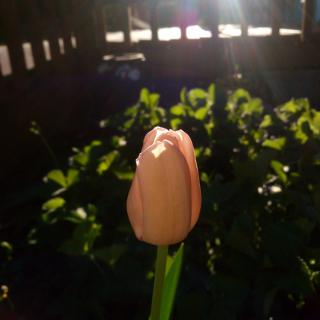 A tulip bud basking in the sunlight in a garden setting.