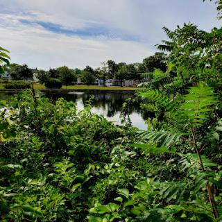 A tranquil view of a lush green landscape by the water, reflecting the peaceful surroundings.