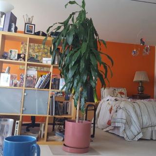 A cozy living room with an indoor plant and bookshelf.