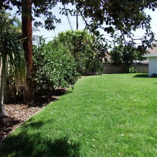 A sunny backyard with a lush green lawn and surrounding trees.