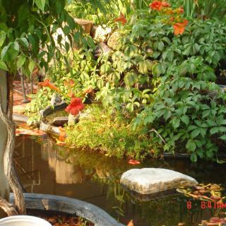 A serene garden pond surrounded by lush greenery and vibrant flowers.