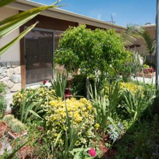 A lush garden with various plants in front of a house.
