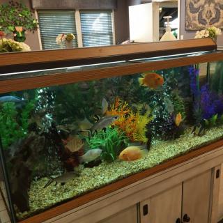 A beautifully decorated aquarium with colorful fish and lush aquatic plants.