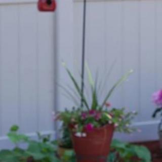 A potted plant with flowers hanging in a garden, set against a white fence.
