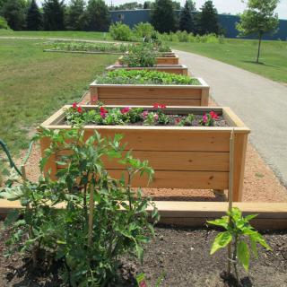 A row of raised garden beds filled with various plants along a pathway in a park setting.