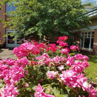 A vibrant display of pink flowers in a sunny garden.