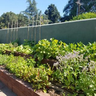 A lush vegetable garden with raised beds, featuring various green plants and a sunny outdoor setting.