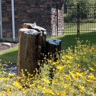 Tree stumps surrounded by vibrant yellow flowers in a garden setting.