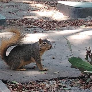 A curious squirrel exploring its surroundings.