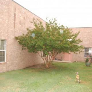 A tree growing in a small yard surrounded by a brick building.