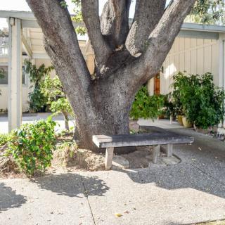A large tree providing shade over a bench in an outdoor garden area.