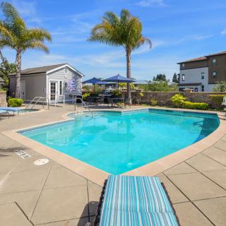 A sunny outdoor swimming pool area with palm trees and lounge chairs.