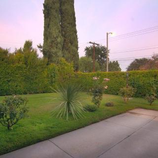 A serene garden view with tall trees and a neatly trimmed hedge beside a driveway.
