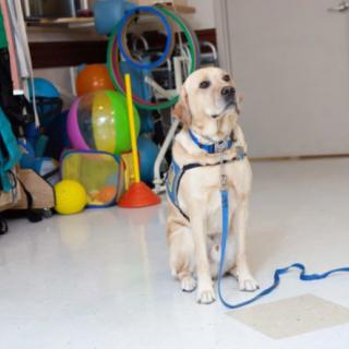 A Labrador Retriever service dog sits attentively on a leash in a room filled with exercise equipment.
