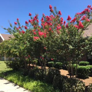 Vibrant crepe myrtles in full bloom on a sunny day, enhancing the landscape.