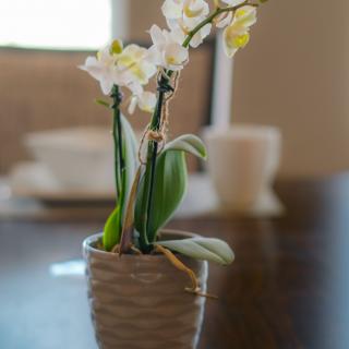 A potted orchid with white flowers sitting on a wooden table.