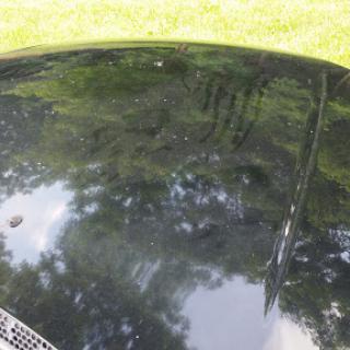 The shiny hood of a car reflecting the surrounding trees and grass.