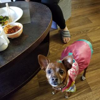 A small dog in a colorful coat curiously gazes at the food on the table.