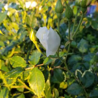 A delicate white flower bud surrounded by vibrant green leaves, showcasing the beauty of nature.