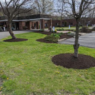 A well-maintained landscape featuring trees and fresh mulch in front of a building.