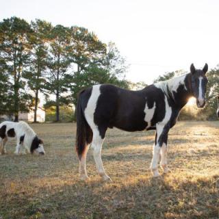 A horse grazing in a sunny pasture with another horse in the background.