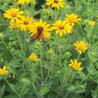 A vibrant butterfly perched on yellow flowers in a lush garden.