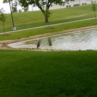A bird wading near the edge of a pond in a park.