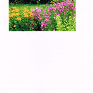 A vibrant garden scene with colorful flowers in full bloom.