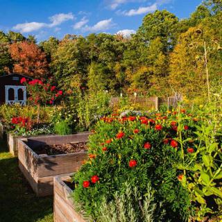 A vibrant garden with raised beds, surrounded by colorful autumn foliage.