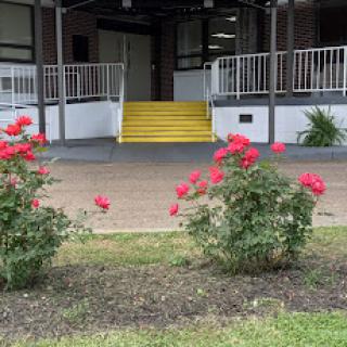 A serene view of a building entrance adorned with blooming red roses and yellow stairs.