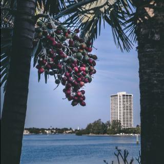 Palm trees with fruits overlooking a lake and a building in the distance.
