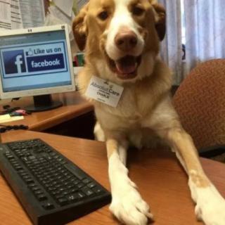 A dog playfully posing at an office desk with a computer and keyboard.