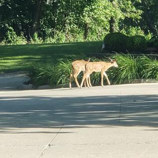 Two deer gracefully moving through a green landscape.