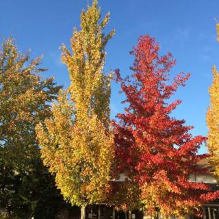 A vibrant display of autumn foliage with trees showcasing yellow and red leaves against a clear blue sky.