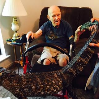 An elderly man in a wheelchair having an up-close encounter with an alligator.