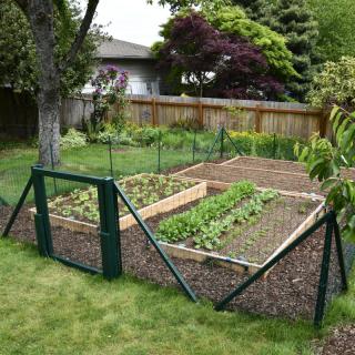 A well-maintained vegetable garden with raised beds and fencing in a backyard setting.