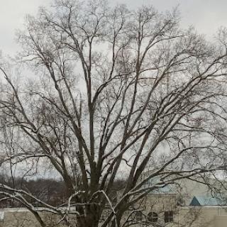 A bare tree stands against a cloudy winter sky, lightly coated with snow.