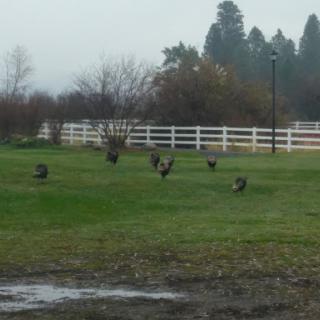 A group of turkeys foraging on a foggy day near a white fence.