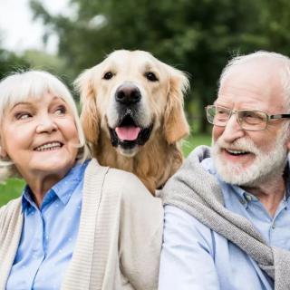 An elderly couple smiles joyfully with their golden retriever in a park.