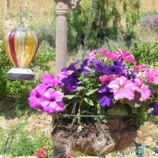 A hanging basket filled with vibrant pink and purple petunias in a garden setting.
