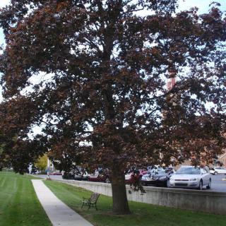 A large tree next to a sidewalk with parked cars in the background.
