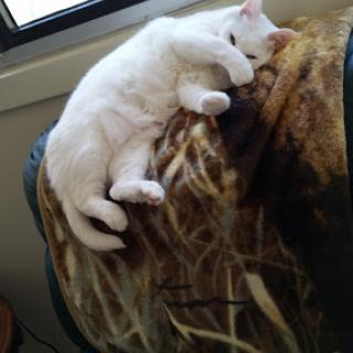 A cozy white cat relaxing on a warm blanket by the window.