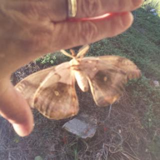 A person gently holding a large moth with beautiful patterns on its wings.