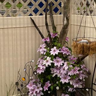 A beautiful display of purple flowers cascading around a wooden structure in a garden setting.