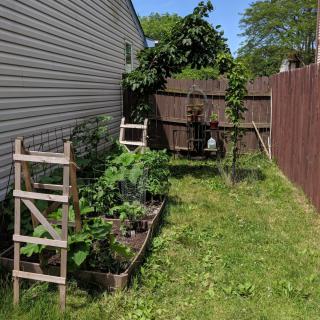 A backyard garden with vegetable plants growing on trellises next to a wooden fence.