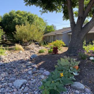 A beautifully xeriscaped garden featuring drought-tolerant plants and rocks, with a house in the background.