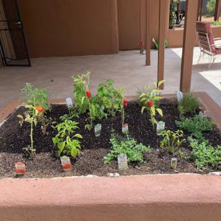 A vibrant home garden showcasing a variety of herbs and vegetables thriving in a planter.
