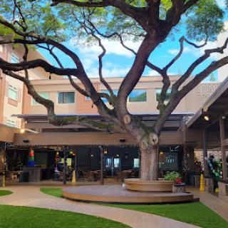 A serene courtyard featuring a large, majestic tree amidst modern architecture.
