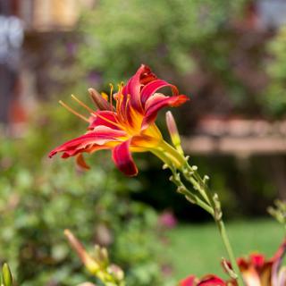 A vibrant red lily blooming in a garden.